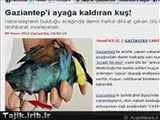 استفاده رژیم صهیونیستی از پرندگان برای جاسوسی در ترکیه