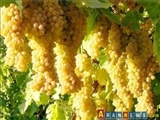 صادرات انگور ایرانی به جمهوری آذربایجان