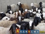 گوسفندهای سرطانی اسرائیلی در آستانه عید قربان