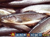 100تن ماهی قزل آلا از استان اردبیل به جمهوری آذربایجان صادر شد