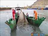 جمهوری آذربایجان هزاران تن زباله از دریای خزر خارج کرد